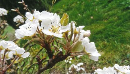 Les boutons des poiriers contiennent à la fois des ébauches de feuilles qui apparaissent  en premier lieu en formant une rosette et un bouquet floral appelé « corymbe ».