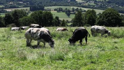 Les mises à jour concernent notamment le bien-être animal, l’enregistrement  des antibiotiques ou encore la traçabilité.