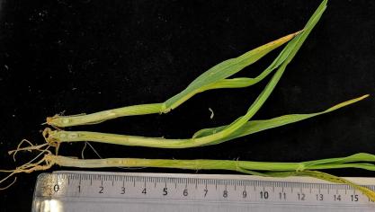 La demi-plante incisée vous permet d’observer l’épi.
