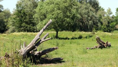 D’un côté, l’arbre peut être considéré comme le fruit du bien loué et revient dans ce cas au preneur. De l’autre, le preneur est dans l’obligation de restituer le bien loué dans l’état qu’il l’a reçu en fin de bail.