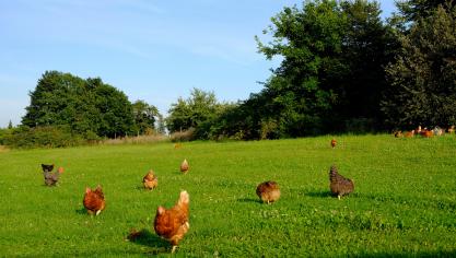 Le plan stratégique allemand consacrera environ 50 % du budget national  aux objectifs liés à l’environnement, au climat et à la biodiversité.