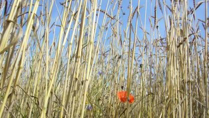 Les plantes messicoles peuvent aussi être semées avec des céréales d'hiver, à partir de fin septembre.