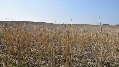 La première année, le miscanthus n’est pas récolté. Ensuite, il pourra être ensilé et valorisé, notamment, en tant que combustible vert dans des filières locales pour éviter  des frais de transport élevés du fait de sa faible densité.