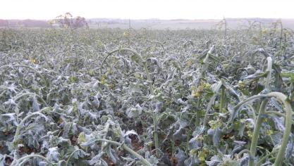 Le gel récent a entraîné la courbure des tiges en colza, sans conséquence pour la culture.