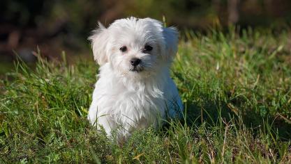 maltese-gf00443bad_1920