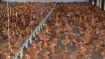Les bactéries Campylobacter continuent chez les poulets de chair  à montrer une résistance très élevée à la ciprofloxacine.