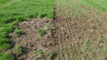 La réparation des dégâts dans la prairie suite au passage  de la machine apparaît clairement sur cette photo.