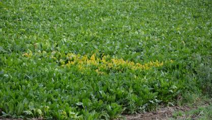 Les insecticides étant appliqués une fois le seuil de traitement atteint, les pucerons ont eu l’occasion de propager le virus.  La présence de jaunisse est donc inévitable.