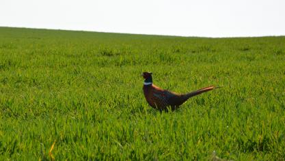 DSC_2606