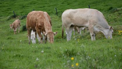 Les prairies et l’élevage bovin dominent le paysage agricole wallon.