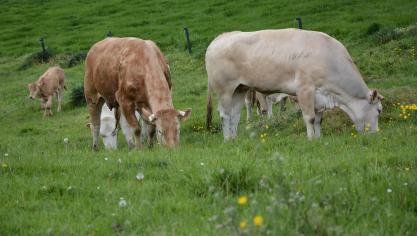 Les prairies et l’élevage bovin dominent le paysage agricole wallon.