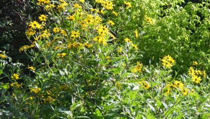 Les grandes fleurs jaunes du topinambour donnent une note décorative au potager de juillet à août.