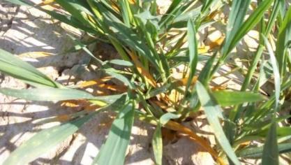 Rouille jaune sur variété sensible  de triticale.