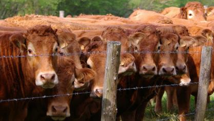 Le texte propose d’abaisser le seuil « d’unités de bétail » à partir duquel les installations de porcs et de volailles sont couvertes  à 125 unités ou plus, et d’ajouter l’élevage bovin dans son champ d’application pour les installations de 100 unités ou plus.