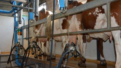 L’année dernière, la production moyenne par éleveur laitier s’élevait à 479.927l, en léger progrès de 0,7% par rapport à 2020.