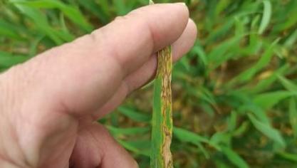 La rhynchosporiose ne doit pas être  confondue avec la septoriose.