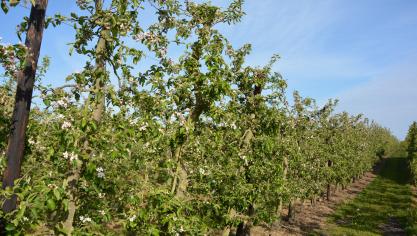 Il est conseillé aux patatiers de prendre contact avec les fruiticulteurs voisins pour faire part des contraintes de traitement, et des précautions prises lors du désherbage.
