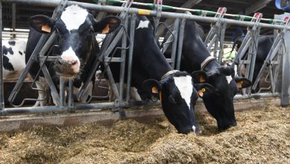 Le projet HappyMoo vise à quantifier le bien-être des vaches laitières  via l’analyse spectrale du lait.
