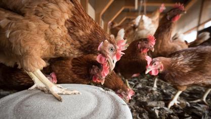 Les trois indicateurs de résilience facilement mesurables qui ont été déduits ouvrent de nouvelles perspectives pour la sélection de poules pondeuses plus résilientes.