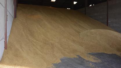 Les vols de grains sont constatés partout dans le territoire occupé.