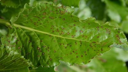 La cercosporiose se reconnaît à ses taches caractéristiques : rondes et grisâtres,  entourées d’une bordure rougeâtre.