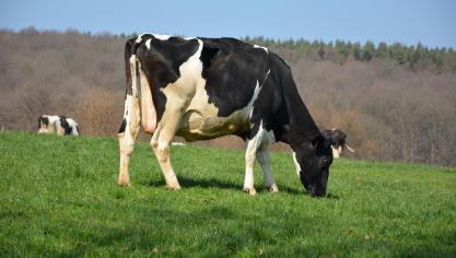L’étude démontre que les bovins, qui valorisent essentiellement les fourrages,  sont des producteurs nets de protéines comestibles pour l’homme.  Ils en produisent plus sous forme de lait et/ou de viande qu’ils n’en consomment.