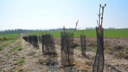 À la suite d’un engouement généralisé pour les initiatives de plantation, la Wallonie fait face à une pénurie de plants, freinant le bon déroulement de l’opération.