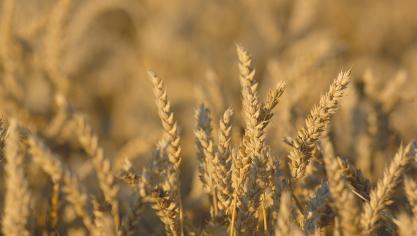 AdobeStock_4162637