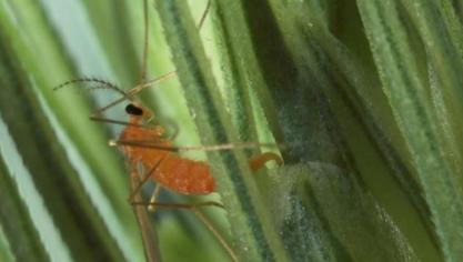 Si on ne connaît pas encore l’importance quantitative des émergences de cette année, le timing est malheureusement des plus dangereux car la plupart des froments atteindront le stade épiaison lorsque les cécidomyies feront leur apparition.