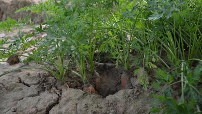 La carotte s’adjuge la position de troisième culture de légumes  de plein air la plus importante en termes de surface en Belgique.