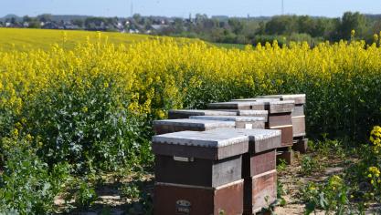 D’après la « liste rouge » européenne, près d’une espèce d’abeilles et de papillons sur trois voit sa population décliner