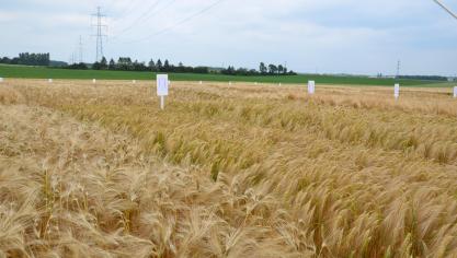 Le choix variétal est aujourd’hui le premier levier agronomique à utiliser pour diminuer les intrants dans nos parcelles.