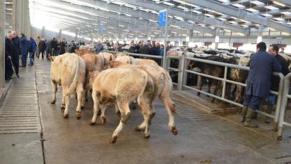 Désormais, les bovins peuvent également être déplacés sur le territoire belge sans document individuel.