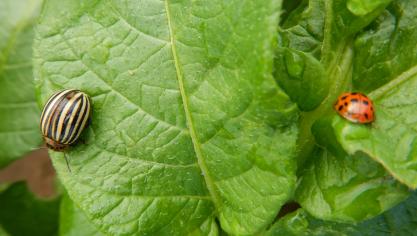 Il est absolument nécessaire d’utiliser des insecticides respectant les auxiliaires