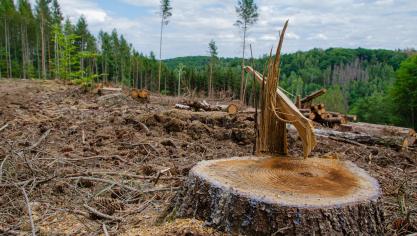 Les Vingt-sept ont introduit, à la demande des grands pays forestiers du nord de l’Europe,  des modifications de la définition de la dégradation des forêts. En l’absence de définition internationale de la Fao, ce concept devra s’entendre comme « les changements structurels du couvert forestier prenant la forme d’une conversion de forêts primaires en forêts  de plantation ou en d’autres terres boisées ».
