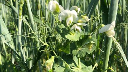La mise en œuvre d’une stratégie de diversification peut, notamment, entraîner une amélioration de la productivité,  de la biodiversité et de la fourniture de différents services écosystémiques.