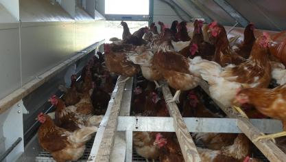 L’organisation de producteurs permettra à ses aviculteurs de booster la consommation d’œufs de pâturage et faire rayonner une image forte du secteur.