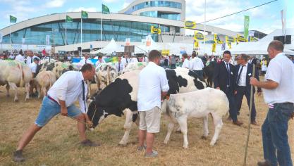 Grois succès de participation au niveau des concours Blanc-bleu avec 250 animaux inscrits, soit une quarantaine de bêtes en plus que les précédents nationaux.