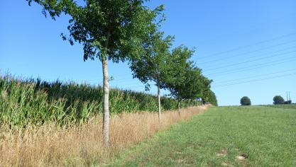 L’élagage annuel des arbres implantés en ligne en bordure de champs est indispensable  pour limiter la concurrence au niveau de la culture. Dans cette parcelle cultivée,  elle est limitée à trois rangs de maïs.