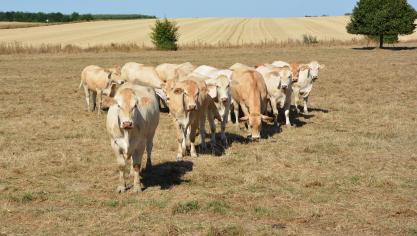 Les prairies ont durement été touchées par le manque de précipitation, de même que le maïs pour lequel  une baisse de production de près de 15 % est attendue à l’échelle européenne. De quoi inquiéter les éleveurs...
