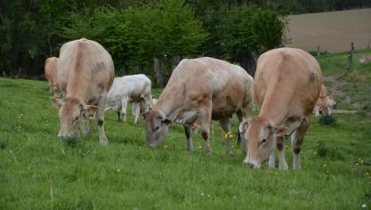 La filière viande bovine, pour laquelle on sait que l’offre est supérieure à la demande, sera parmi les premières à être dotée d’un plan.