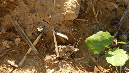 Colza à 2 feuilles et colza au stade cotylédons, levée décalée en fonction de l