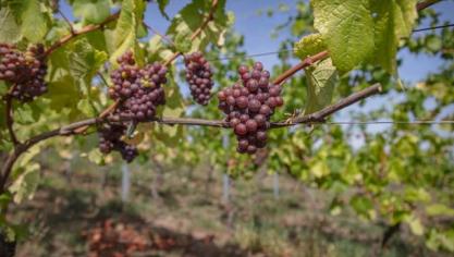Le soleil à cette fois gorgé les grappes de Chardonnay, de Pinot Gris, de Régent et de Sieger.