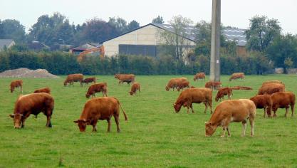 Après avoir puisé dans leurs stocks pour l’hiver, certains agriculteurs se sont retrouvés à court de nourriture pour les animaux,  d’autres ont dû en vendre certains pour conserver assez de fourrages pour poursuivre leur activité.