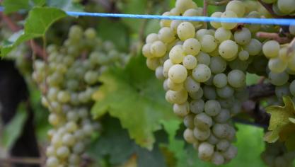 «Sans être abondante, la récolte 2022 a été largement « sauvée» grâce aux efforts des vignerons.»