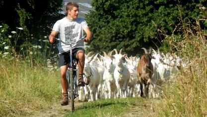 Lauréate ex-aequo du Prix des Etudiants avec La Renarde, la Chèvrerie de la Croix de la Grise est un élevage caprin bio de 70 chèvres laitières en autonomie alimentaire complète,  gardé par Vincent Delobel, chevrier passionné, situé à Havinnes près de Tournai.