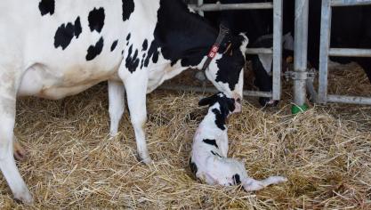 Une autre bonne mesure préventive contre l'hypercalcémie consiste à administrer des bolus de calcium aux vaches qui viennent de vêler.