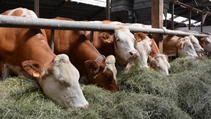 Le recours aux stocks de fourrages durant l’été pèse sur la filière lait et a conduit, selon  les élevages, à une contraction du cheptel ou à un raccourcissement de la lactation.