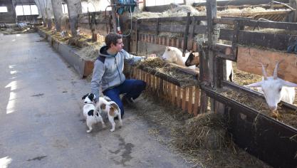 Le troupeau de Vincent compte une septantaine de chèvres, «un nombre idéal par rapport à la structure de la ferme».