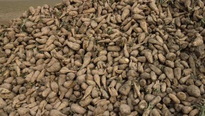 Les cultures les plus touchées sont souvent des cultures «terroirs»: chicorées, endives chez nous, mais aussi cultures «porte-graines», persil, laitues, haricots, légumes secs, etc